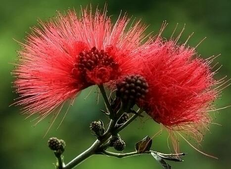 合歡花的功效與作用？合歡的注意事項？【圖】