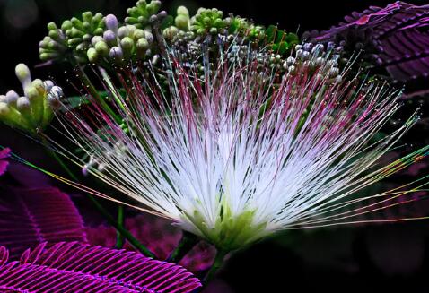 合歡花的功效與作用？合歡的注意事項？【圖】