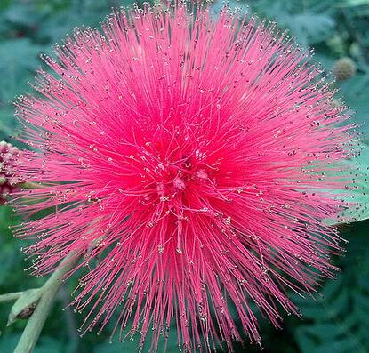 合歡花的功效與作用？合歡的注意事項？【圖】