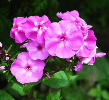 天竺葵的養(yǎng)殖方法？天竺葵的藥用價(jià)值？【圖】