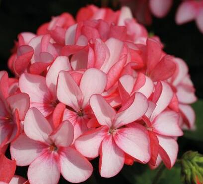 天竺葵的養(yǎng)殖方法？天竺葵的藥用價(jià)值？【圖】