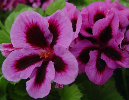 天竺葵的養(yǎng)殖方法？天竺葵的藥用價(jià)值？【圖】