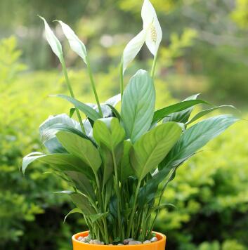 白掌的養(yǎng)殖方法？白掌的注意事項(xiàng)？【圖】