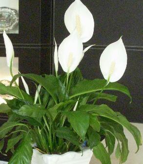 白掌的養(yǎng)殖方法？白掌的注意事項(xiàng)？【圖】