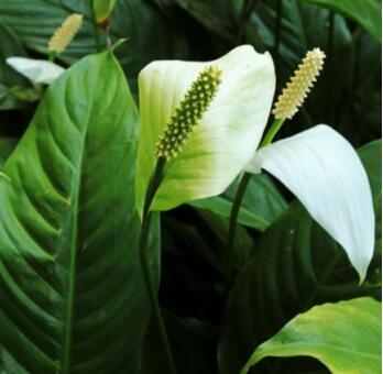 白掌的養(yǎng)殖方法？白掌的注意事項(xiàng)？【圖】