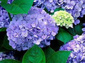 繡球花的花語(yǔ)？繡球花的養(yǎng)殖方法？【圖】