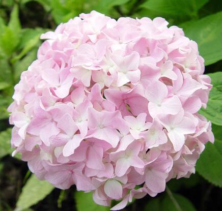 繡球花的花語(yǔ)？繡球花的養(yǎng)殖方法？【圖】