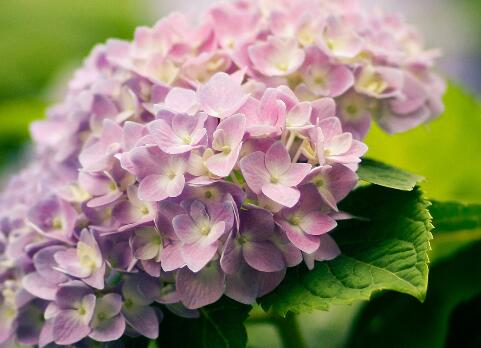 繡球花的花語(yǔ)？繡球花的養(yǎng)殖方法？【圖】