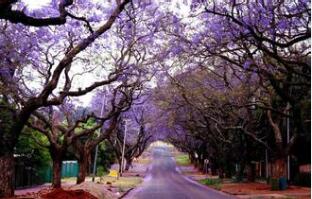 藍(lán)花楹花語？藍(lán)花楹的愛情傳說？【圖】