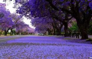 藍(lán)花楹花語？藍(lán)花楹的愛情傳說？【圖】