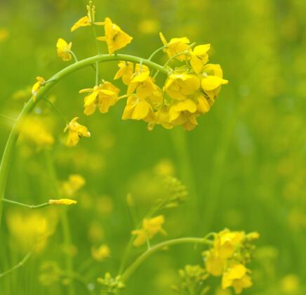 油菜花什么時(shí)候開？油菜花粉的功效？【圖】