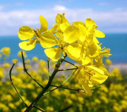 油菜花什么時(shí)候開？油菜花粉的功效？【圖】