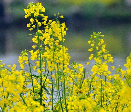 油菜花什么時(shí)候開？油菜花粉的功效？【圖】