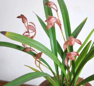 建蘭的養(yǎng)殖方法？建蘭的注意事項？【圖】