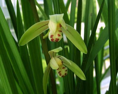 建蘭的養(yǎng)殖方法？建蘭的注意事項？【圖】