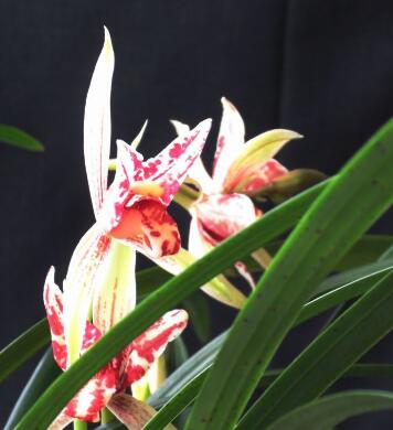 建蘭的養(yǎng)殖方法？建蘭的注意事項？【圖】