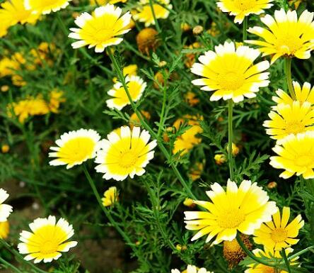 茼蒿的功效與作用？建蘭的注意事項(xiàng)？【圖】