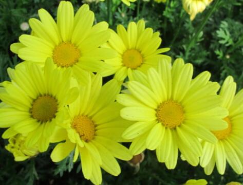 茼蒿的功效與作用？建蘭的注意事項(xiàng)？【圖】