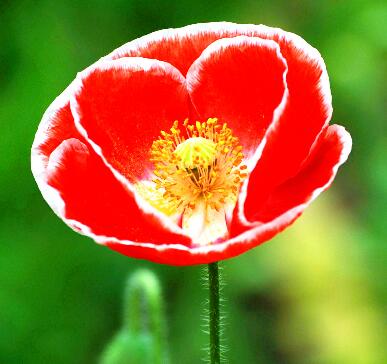 虞美人的花語是什么？虞美人的養(yǎng)殖方法？【圖】