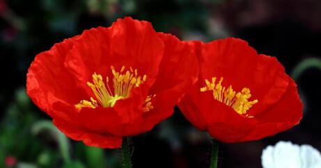 虞美人的花語是什么？虞美人的養(yǎng)殖方法？【圖】