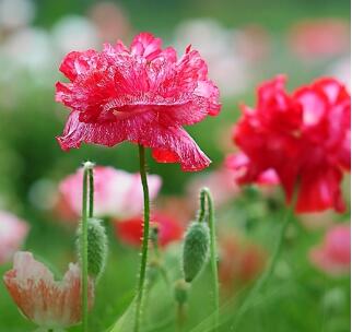 虞美人的花語是什么？虞美人的養(yǎng)殖方法？【圖】