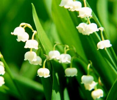 鈴蘭花花語是什么？鈴蘭花的栽培技術(shù)？【圖】