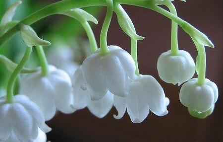 鈴蘭花花語是什么？鈴蘭花的栽培技術(shù)？【圖】