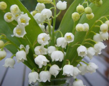 鈴蘭花花語是什么？鈴蘭花的栽培技術(shù)？【圖】