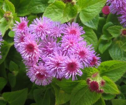 藿香的功效與作用？藿香的食用禁忌？【圖】