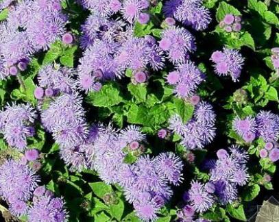 藿香的功效與作用？藿香的食用禁忌？【圖】