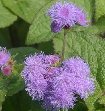 藿香的功效與作用？藿香的食用禁忌？【圖】