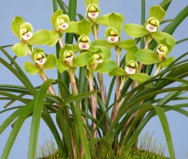 春蘭的繁殖方法？春蘭的栽培技術(shù)？【圖】