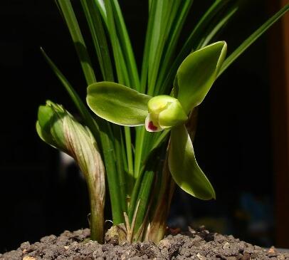 春蘭的繁殖方法？春蘭的栽培技術(shù)？【圖】