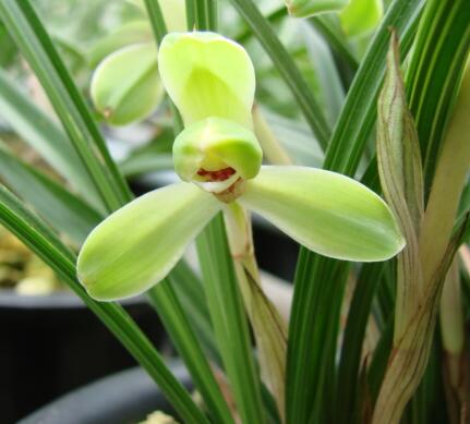 春蘭的繁殖方法？春蘭的栽培技術(shù)？【圖】