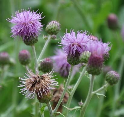 薊的形態(tài)特征？薊的藥用價(jià)值？【圖】