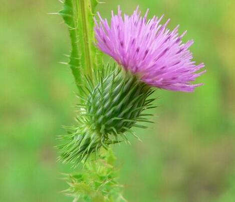 薊的形態(tài)特征？薊的藥用價(jià)值？【圖】