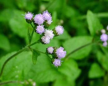 薊的形態(tài)特征？薊的藥用價(jià)值？【圖】