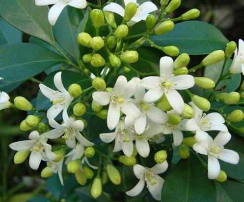 九里香的繁殖方法？九里香的藥用價(jià)值？【圖】