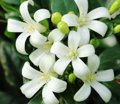 九里香的繁殖方法？九里香的藥用價(jià)值？【圖】