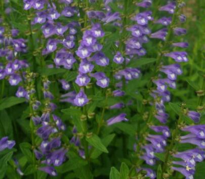 半枝蓮的栽培技術(shù)？半枝蓮的民間傳說(shuō)？【圖】