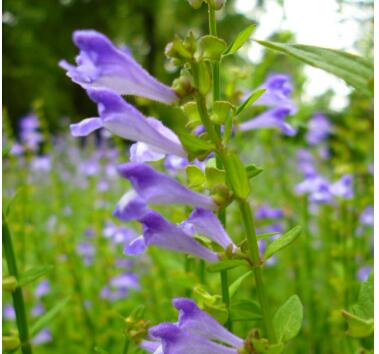 半枝蓮的栽培技術(shù)？半枝蓮的民間傳說(shuō)？【圖】