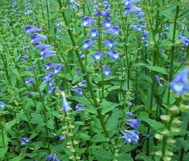 半枝蓮的栽培技術(shù)？半枝蓮的民間傳說(shuō)？【圖】