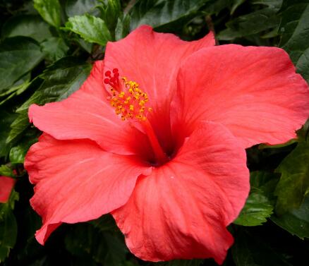 扶桑的栽培技術(shù)？扶桑的繁殖方式？【圖】