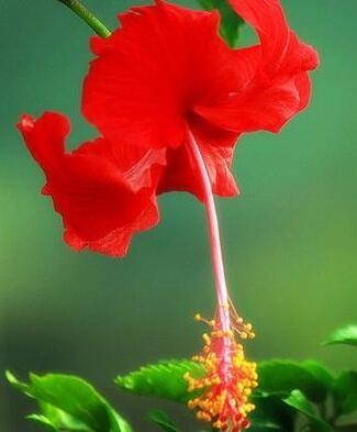 扶桑的栽培技術(shù)？扶桑的繁殖方式？【圖】