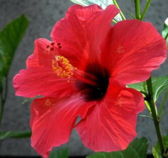 扶桑的栽培技術(shù)？扶桑的繁殖方式？【圖】