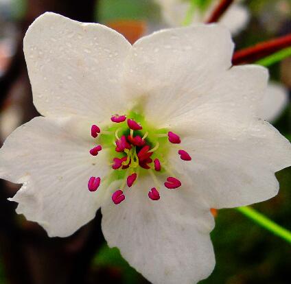 梨花的花語(yǔ)？關(guān)于梨花的詩(shī)句？【圖】