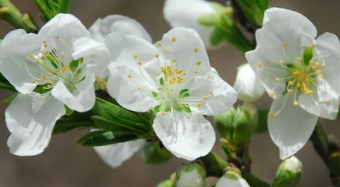 梨花的花語(yǔ)？關(guān)于梨花的詩(shī)句？【圖】