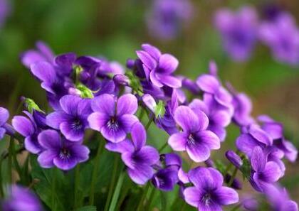 紫花地丁的繁殖方法？紫花地丁的栽培技術(shù)？【圖】