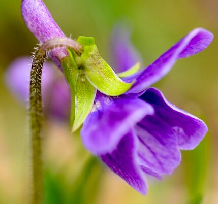 紫花地丁的繁殖方法？紫花地丁的栽培技術(shù)？【圖】