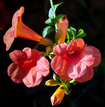 凌霄花的繁殖方法？凌霄花的形態(tài)特征？【圖】